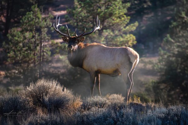 Elk