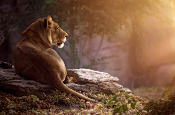 Lioness At Dawn