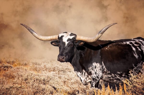 Longhorn