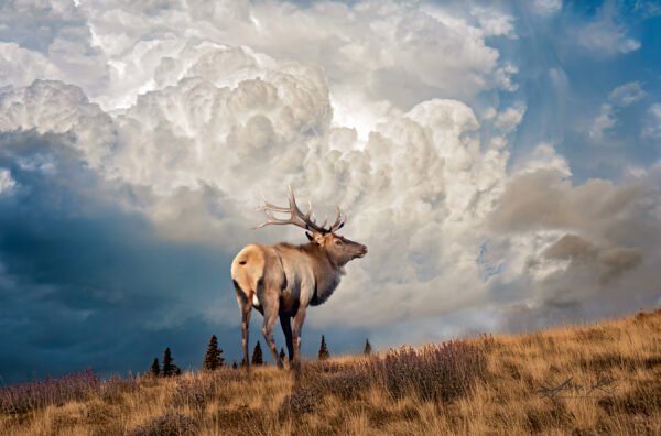 Antlers On The Storm