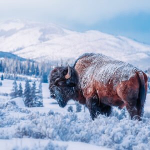 After The Blue Storm